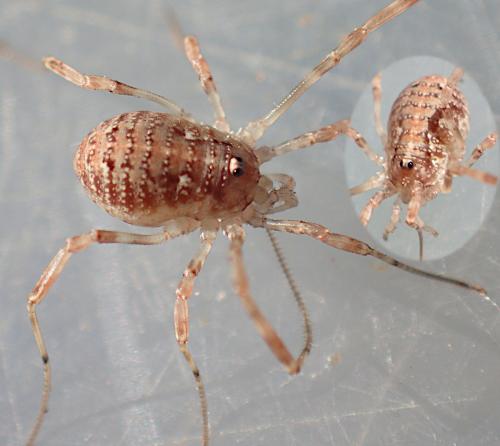 Paroligolophus agrestis